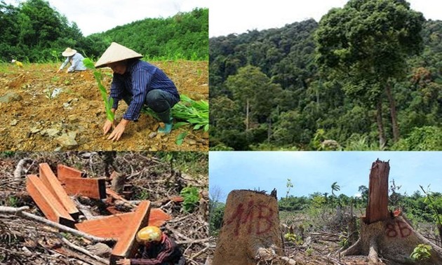 Vietnam setzt EU-Verordnung gegen Entwaldung um
