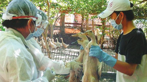 Vietnam belum mencatat kasus flu tipe A H7N9 pada manusia dan unggas