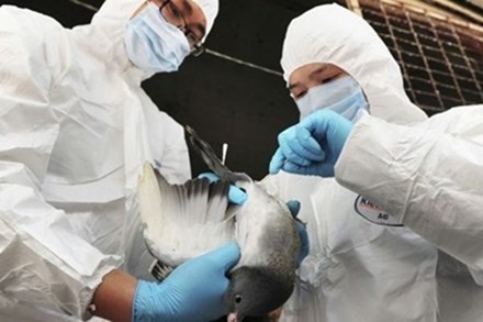 Terus menimbul kasus terkena flu tipe H7N9 di Tiongkok
