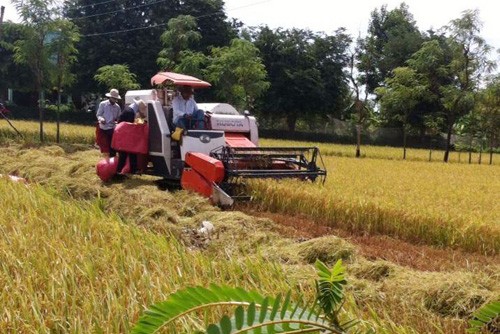 Terus meningkatkan kualitas dan nilai beras Vietnam