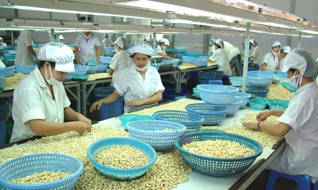 Ekspor kacang mete meningkat, indikasi yang menggembirakan untuk ekspor agribisnis Vietnam pada tahun 2016