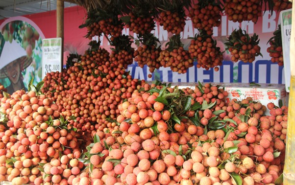 Provinsi Bac Giang memperhebat promosi dagang untuk memasarkan buah leci