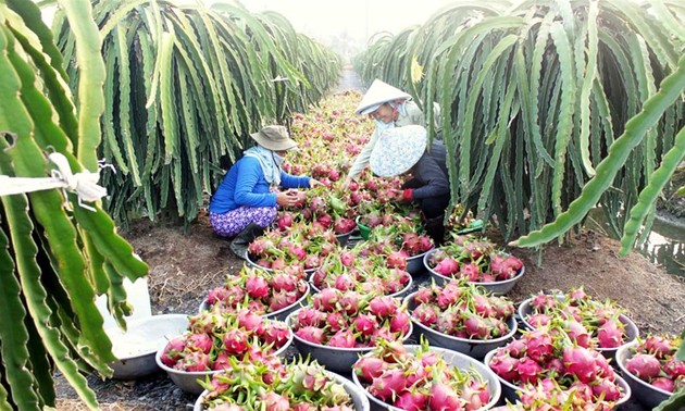 Pertanian Vietnam: Mengidentifikasikan tantangan untuk mencapai pertumbuhan