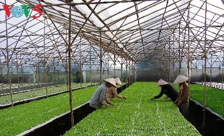 Provinsi Ha Nam mengembangkan pertanian teknologi tinggi