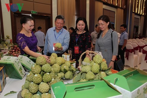 Provinsi Son La memperhebat ekspor hasil pertanian bersih dan aman.