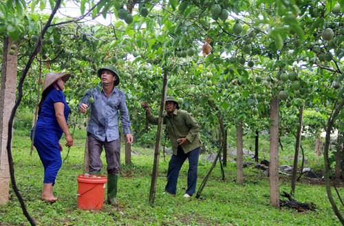 Warga Kabupaten Moc Chau menanam pohon markisa untuk ekspor
