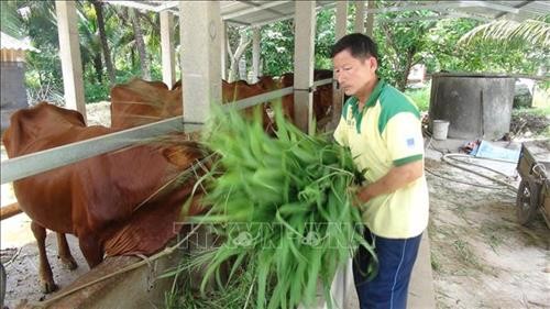 Bapak Huynh Van Det – seorang petani tipikal di Provinsi Ben Tre