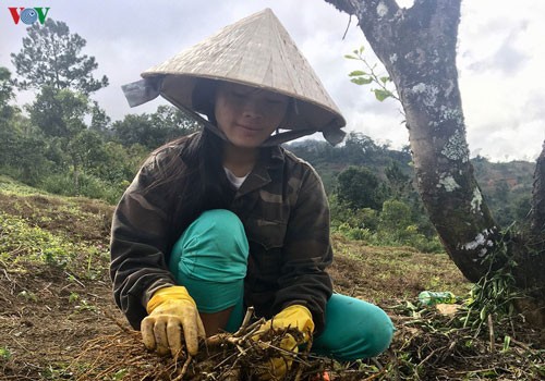 Warga Etnis Minoritas Xo Dang di Provinsi Kon Tum Mencapai Kesejahteraan Karena Tanaman Herba