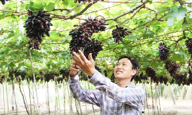 Provinsi Ninh Thuan Kembangkan Varietas Anggur Baru NH04-102