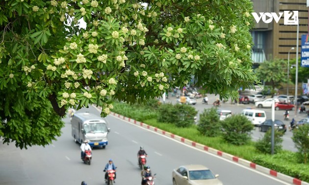 Hanoi – Manisnya Aroma Bunga Pulai