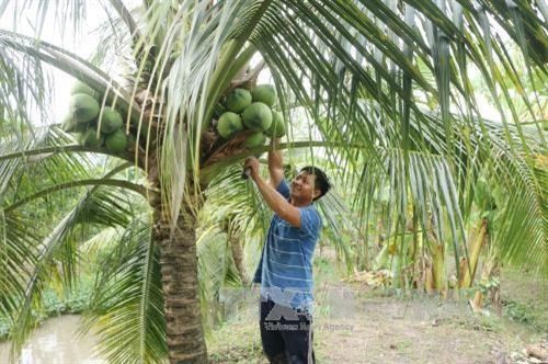 Ben Tre festival promotes coconut industry