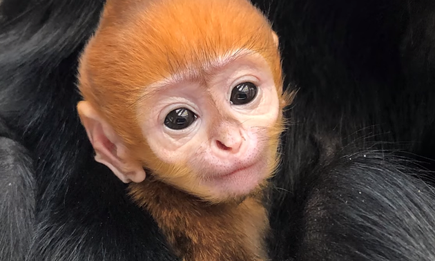 US zoo gives endangered baby langur Vietnamese name