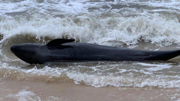 300kg whale washes up on Phu Yen’s beach