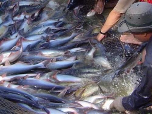 Увеличивается объем экспорта пангасиуса в провинциях дельты реки Меконг