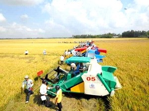 В провинции Анзанг успешно осуществлена планировка больших полей