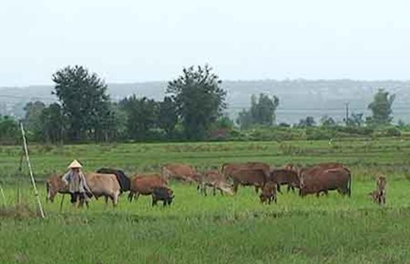 Новая модель разведения коров помогает крестьянам Жалая выйти из бедности