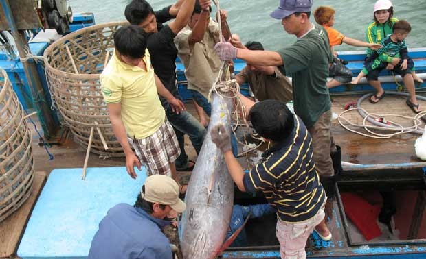 Успешно выполнен план реорганизации добычи, хранения и закупки тунца