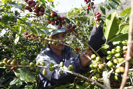 Вьетнам стал лидирующей в мире страной-экспортером кофейных зерен