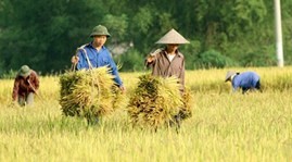 Крестьяне дельты реки Меконг за устойчивое развитие сельского хозяйства
