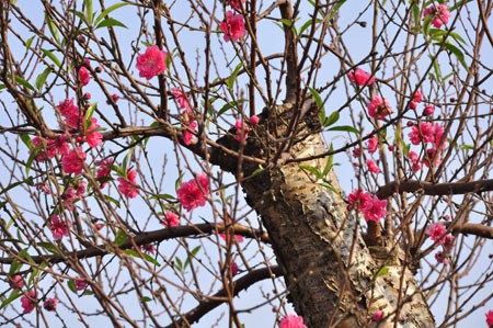 Весна приходит в цветочную деревню Няттан