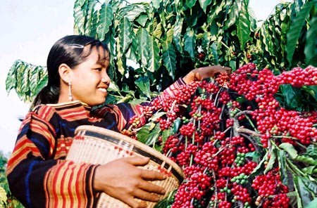 Повышение стоимости вьетнамского кофе
