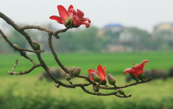 Красное хлопковое дерево в марте