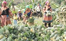 Вьетнам является примером в ликвидации голода и нищеты