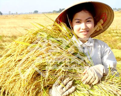 Присущее народности Кинь выращивание поливного риса