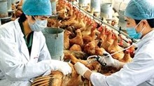 Во Вьетнаме не было зарегистрировано случаев заражения птичьим гриппом H7N9