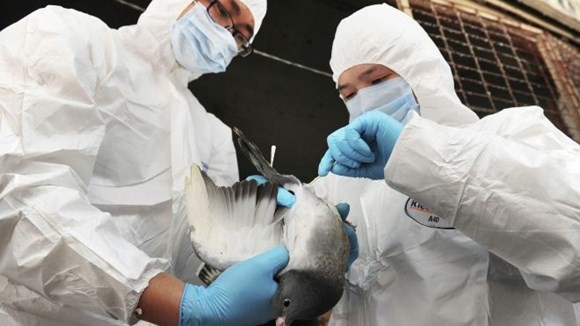 Ещё не обнаружены признаки передачи птичьего гриппа H7N9 от человека к человеку