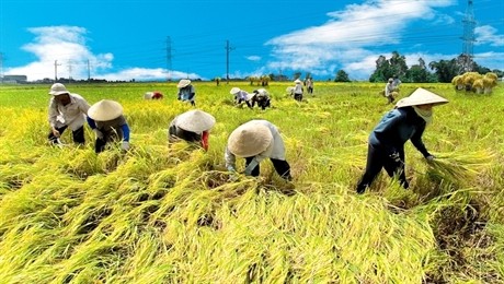 В Ханое откроется 6-й съезд Союза вьетнамских крестьян