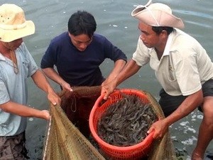 Объём экспорта креветок из Вьетнама вырос на 18%
