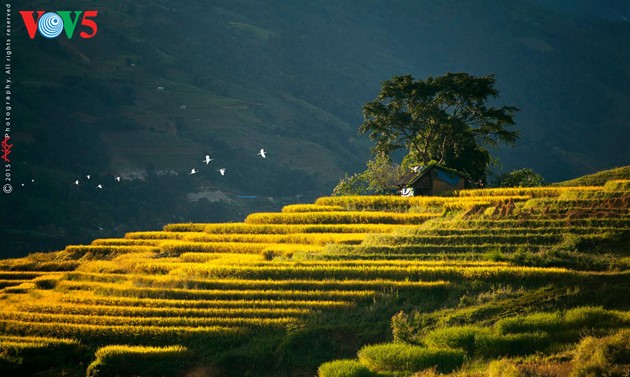 Золотая осень в горных районах на севере Вьетнама