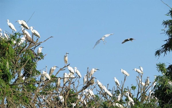 Птичий остров Чиланг-Нам – великолепное место, где обитают аисты