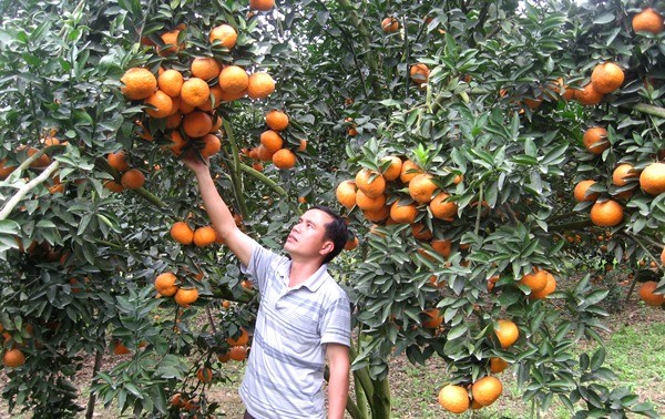 Выращивание апельсина по стандартам VietGAP в уезде Куангбинь провинции Хазянг