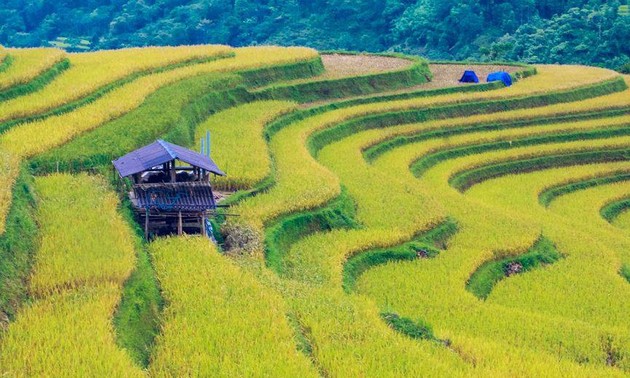 Террасные рисовые поля Хоангшуфи – шедевр искусства малых народностей Вьетнама