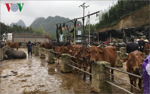 Базар рогатого скота в горном районе на севере Вьетнама