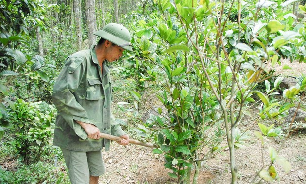 Представители народности Зао в провинции Куангнинь возобновляют ресурсы лекарственных растений