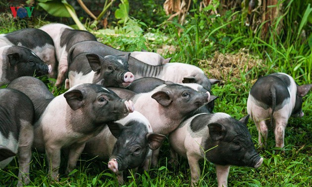 Сохранение редкой породы свиней в городе Монгкай