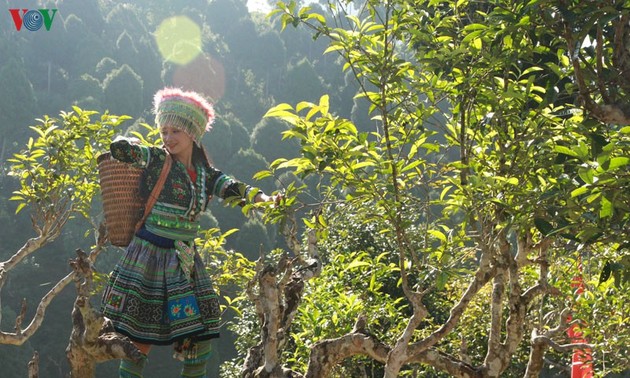 Чай Шантует – «аромат гор» на северо-западе Вьетнама