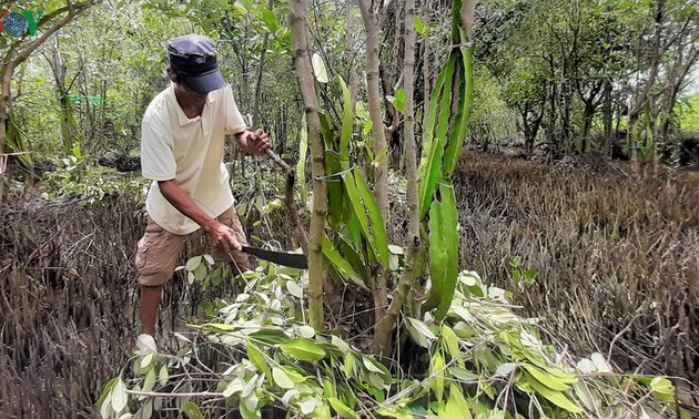 В провинции Камау появилась модель выращивания питахайи на корнях авиценнии