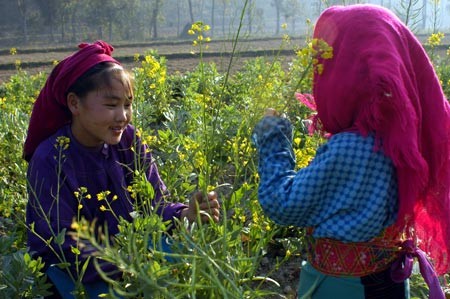 Hương vị mùa thu nơi triền núi cao