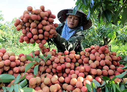 Ekspor buah leci dan kesempatan untuk ekspor hasil pertanian Vietnam