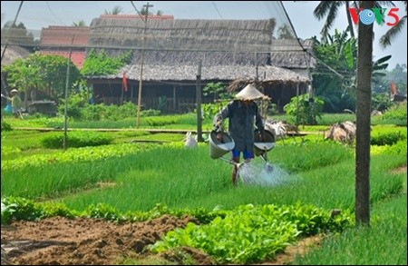 Mengunjungi desa sayur-sayuran organik tradisional Tra Que 