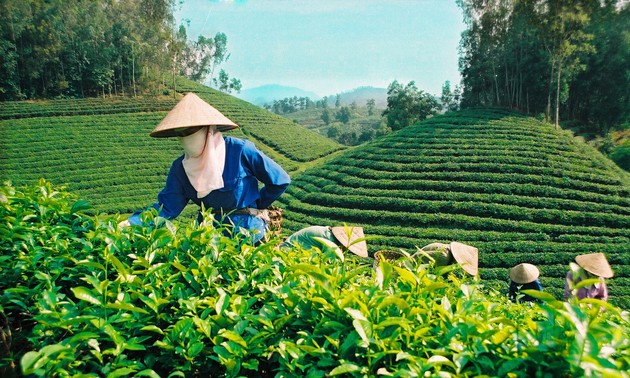 Produksi teh menurut standar VietGap di propinsi Tuyen Quang