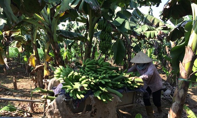 Kaum tani di kecamatan perbatasan Huoi Luong, propinsi Lai Chau menanami pohon pisang
