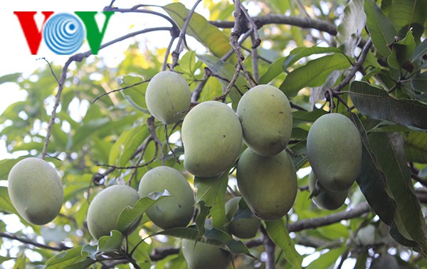 Kaum tani  propinsi Son La mengkonservasikan dan mengembangkan brand mangga bulat Yen Chau