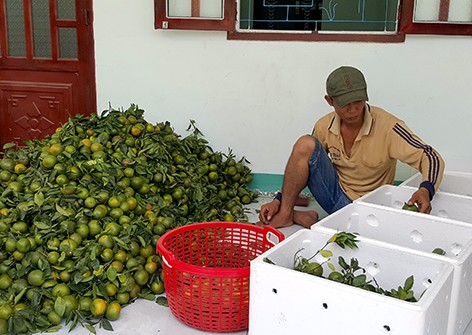 Kaum tani propinsi Hau Giang melakukan konektivitas untuk memasarkan brand buah jeruk