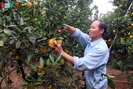 Keindahan taman buah jeruk di kabupten Luc Ngan, propinsi Bac Giang