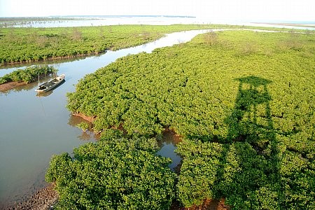  Menanam hutan bakau untuk menghadapi perubahan iklim